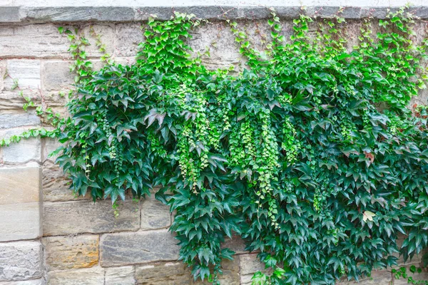 Ivy Brick Wall Green Plants Growing Stone — Stok fotoğraf