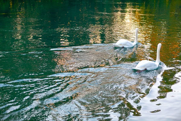 Two Swans Swimming Lake Water Reflection — Stock Photo, Image
