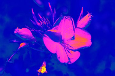 Pop art flowers . Pink petals at blue background . Vibrant nature colors