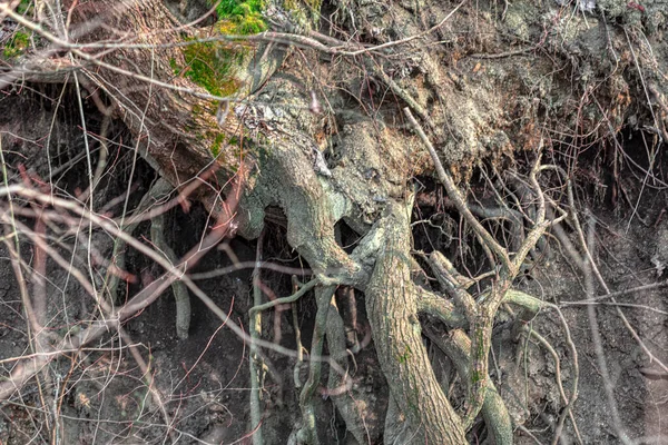 Roots Background Washed Roots Flood — Stockfoto