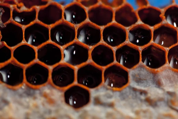 Bees Hexagons Beehive Fresh Honey — Stock fotografie