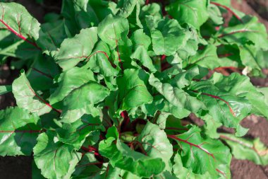 Beetroot leaves . Vegetables in the garden . Homegrown beet 