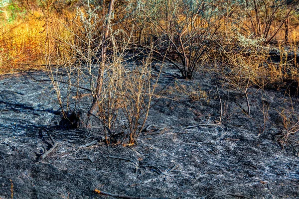 Burnt nature after fire . Burnt trees and plants on ground