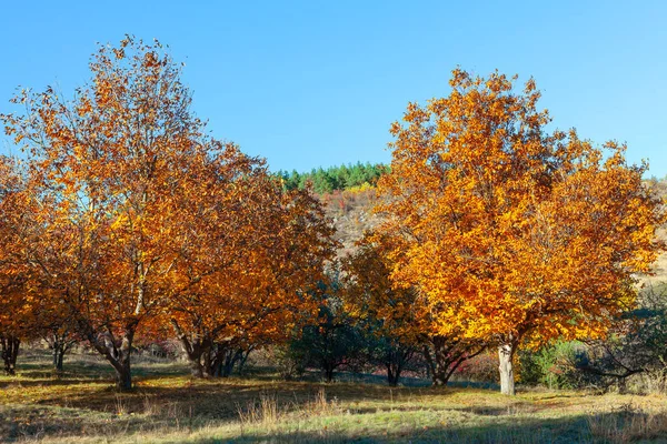 Walnut trees with yellow leaves . Walnut garden in autumn