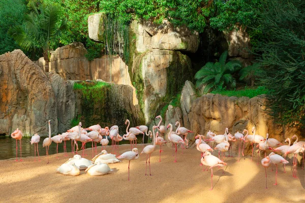 Flamingo Nature Waterfall Natural Park Exotic Birds — стоковое фото
