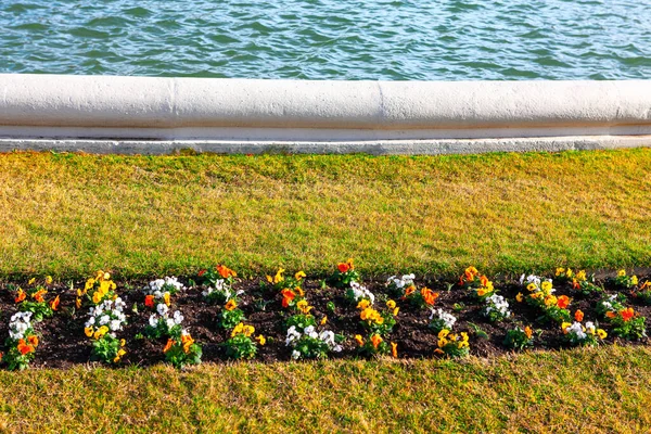 Potted Flowers Park Flower Beds Ornamental Garden — стоковое фото