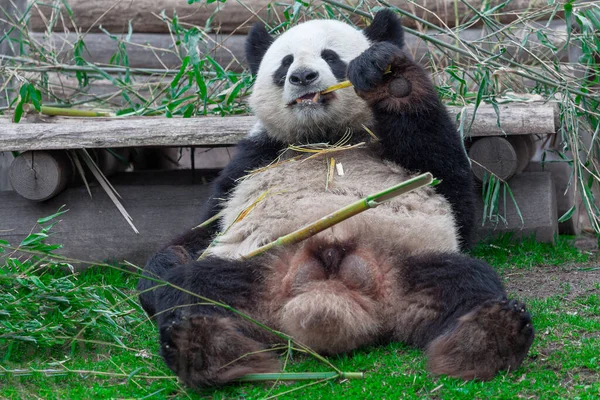 Pandas Eating Bamboo Giant Panda Animal —  Fotos de Stock