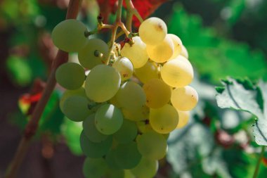 Altın üzüm demeti. Tatlı üzüm meyveleri.