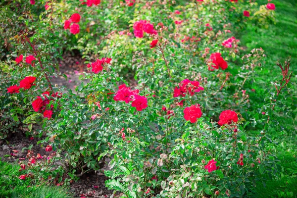 Prydnadsträdgård Med Rosor Röda Blommor Stadsparken — Stockfoto