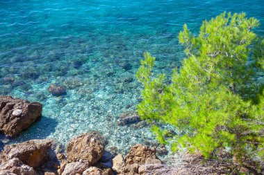 Şeffaf deniz suyundaki kayalar. Deniz kenarında çam yetişiyor.