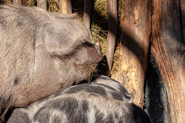 로씨를 뿌린다 농장의 동물들 — 스톡 사진