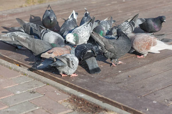 Duiven Zwermen Straat Voeren Van Stedelijke Vogels — Stockfoto