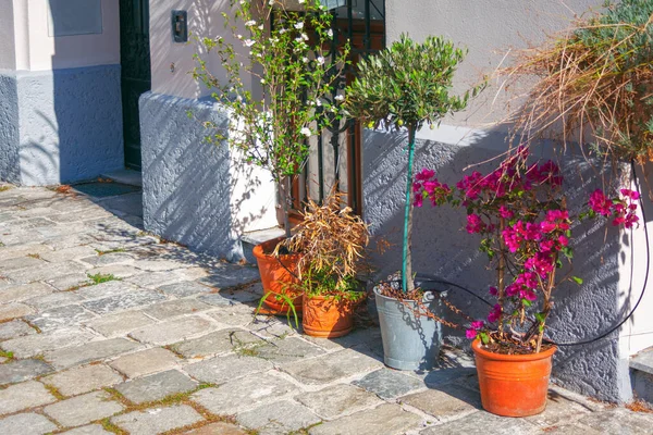 Flores Envasadas Decoração Rua Plantas Casa Decoração Urbana Rua — Fotografia de Stock