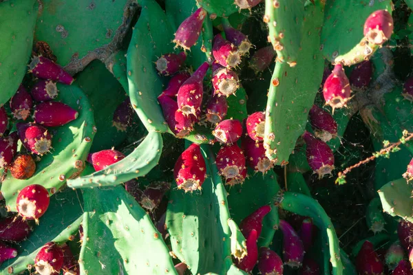 Kaktus Květu Kvetoucí Pouštní Rostliny — Stock fotografie