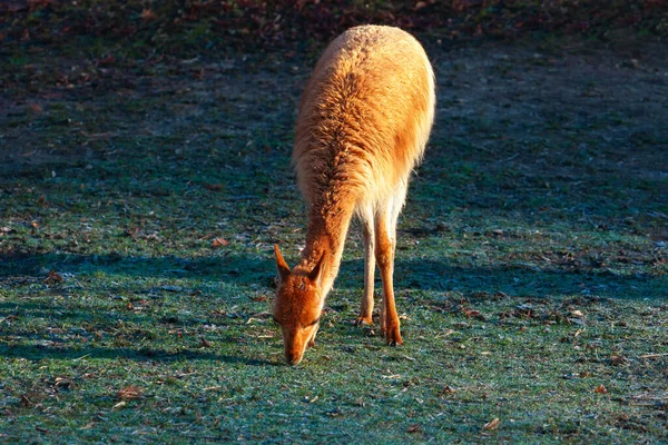 Llama Animal Mamífero Lamoide Animal Domesticado — Fotografia de Stock