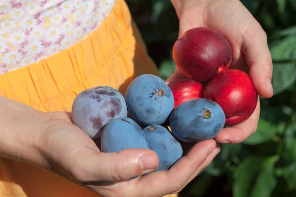 Plommon Och Persikofrukt Jordbrukare Som Håller Skörden Händerna Mogna Välsmakande — Stockfoto