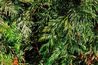 Yoğun yeşil yapraklı Evergreen ağacı. Kozalaklı yeşil arka plan. Sparta Ardıcı