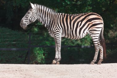 Bir zebra savanada duruyor. Chapman 'ın zebrası. Equus Quagga Chapmani