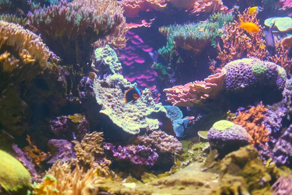 Bunte Unterwasserwelt Wunderbare Unterwasserlandschaft — Stockfoto