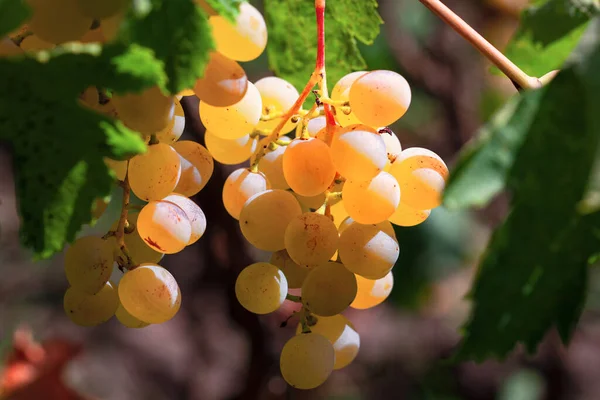 Złote Winogrona Rosnące Słoneczny Jesienny Dzień — Zdjęcie stockowe