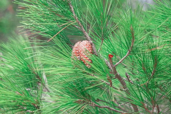 Fir tree branch with cone . Evergreen Christmas tree decor