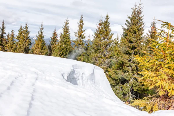 雪のドリフトとモミの木 冬の雪の自然 — ストック写真
