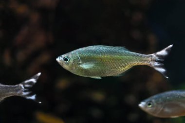 Amazon nehrinde balık. Derin sularda gümüş balık 