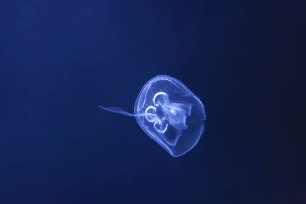 Medúza Modrém Pozadí Jednoduchá Medúza Hluboké Vodě — Stock fotografie