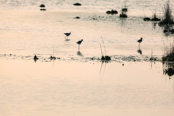 Observación Aves Naturaleza Observación Aves Lago — Foto de Stock