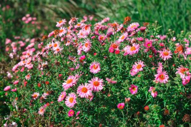 Çiçek açmış ekilmiş çiçekler. Bahar çiçekleri 
