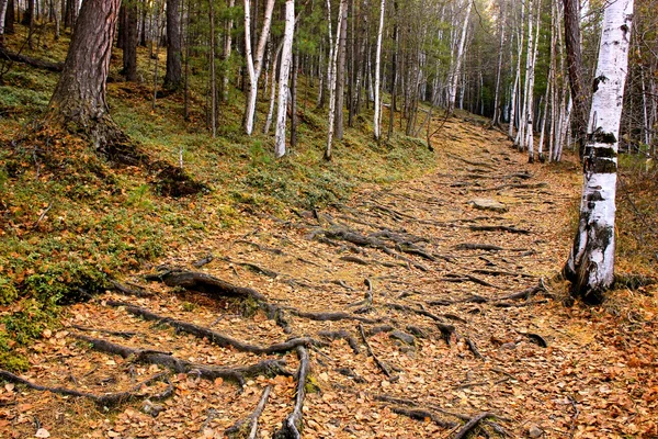 Weg durch einen sibirischen Wald in Russland — Stockfoto