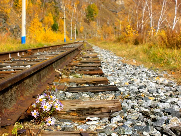 ロッキーの鉄道線路に沿って生き残るために苦労している小さな花 ストック写真