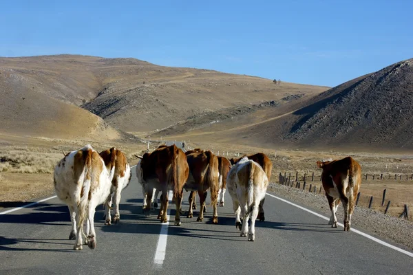 Vee weg blokkeren tijdens het rijden in Rusland — Stockfoto