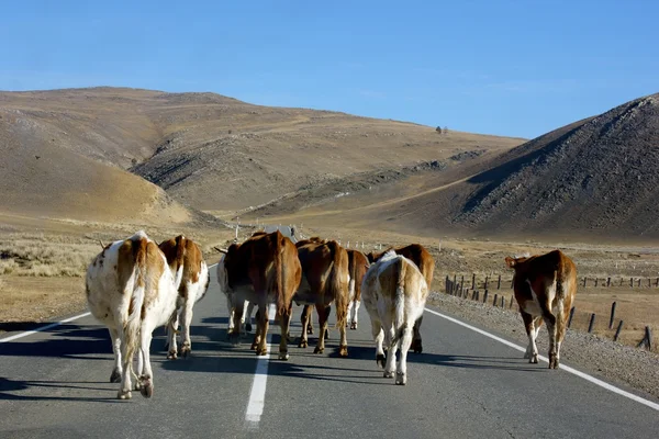 ロシアで運転している間牛道路ブロック ストック画像
