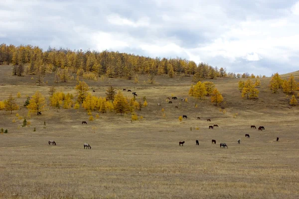 Caballos salvajes en Rusia en la isla de Olkhon — Foto de Stock