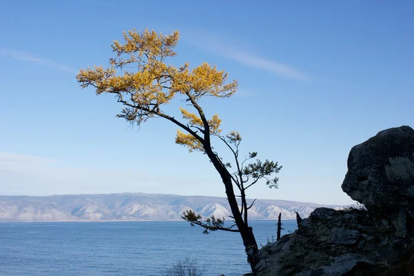 Árbol amarillo en el lago Baikal Rusia — Foto de Stock