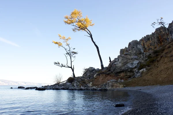 Eenzame geel bomen voering de rotsachtige strand van olkhon eiland op lake baikal, Rusland — Stockfoto