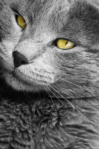 Cat portrait — Stock Photo, Image