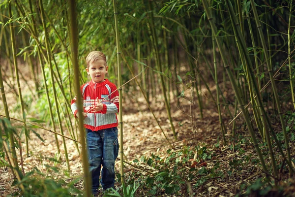 A little boy in a bamboo grove — Stock Photo, Image