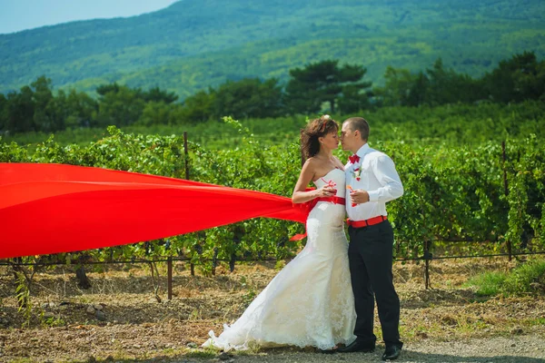 Noiva e noivo no fundo das vinhas — Fotografia de Stock