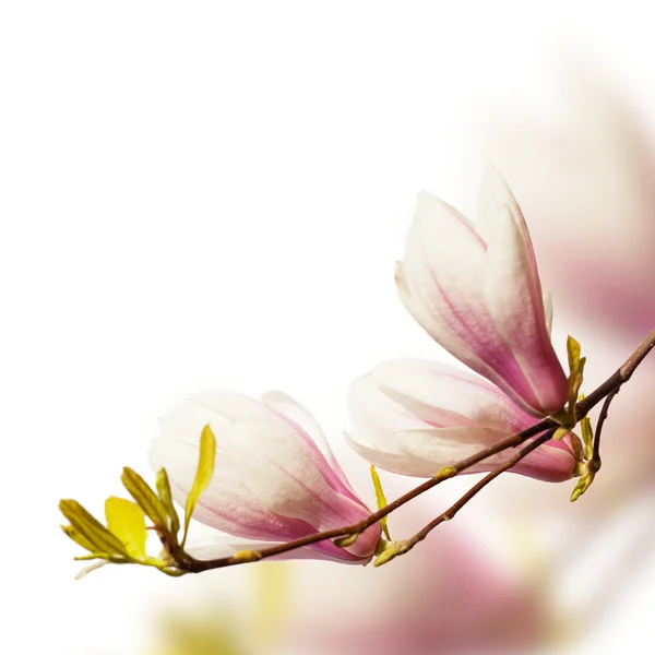 Magnolia Flowers — Stock Photo, Image