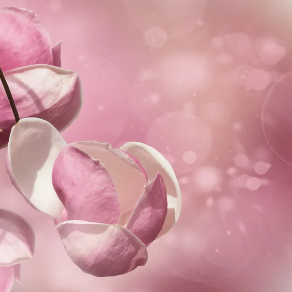 Magnólia virág egy rózsaszín háttér, a Bokeh — Stock Fotó