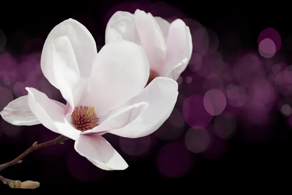 Magnolia bloem op een zwarte achtergrond met bokeh — Stockfoto