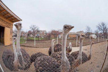 Devekuşları Ukrayna