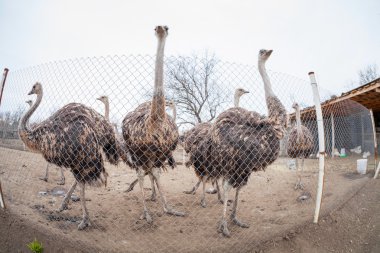 Devekuşları Ukrayna