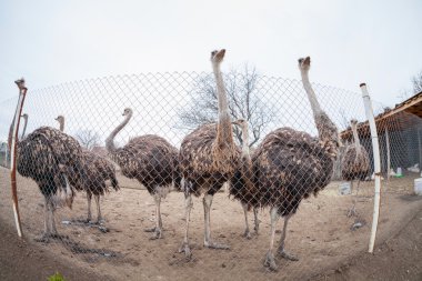 Devekuşları Ukrayna