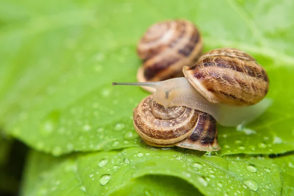 Snails — Stock Photo, Image