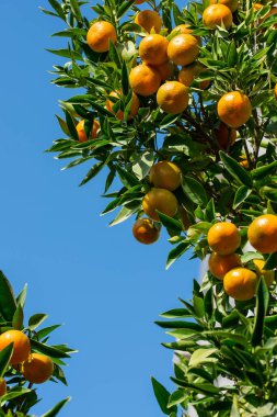 Ağaç dallarında yeşillik içinde taze, sulu portakal mandalinası. Doğal açık hava gıda geçmişi. Yeşil yapraklı ve narenciye meyveli mandalina güneşli bahçe..