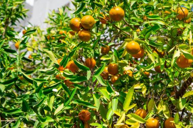 Ağaç dallarında yeşillik içinde taze, sulu portakal mandalinası. Doğal açık hava gıda geçmişi. Yeşil yapraklı ve narenciye meyveli mandalina güneşli bahçe..
