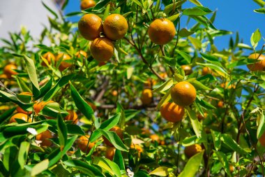 Ağaç dallarında yeşillik içinde taze, sulu portakal mandalinası. Doğal açık hava gıda geçmişi. Yeşil yapraklı ve narenciye meyveli mandalina güneşli bahçe..